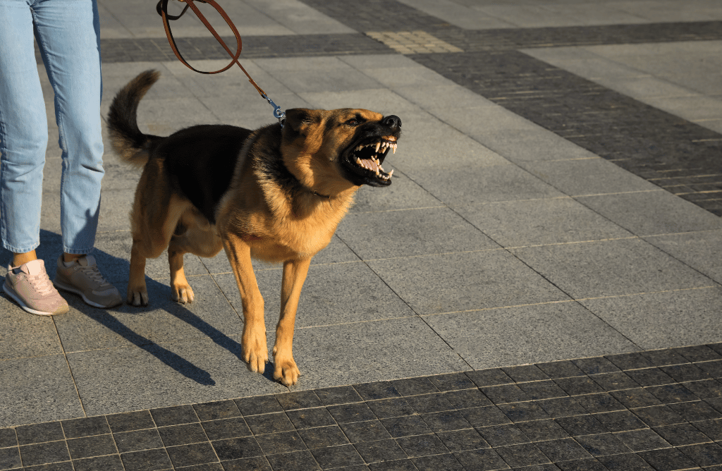 Photo of woman hold a leash with an aggressive dog before biting
