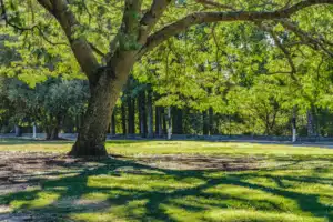 Tree in a grassy field
